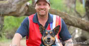 Chippy-turned-trainer notches another working dog win after Henty success