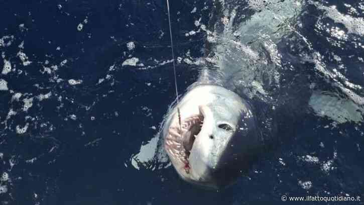 “Sembrava un film, non il mare di Livorno”: lo squalo mako “più pazzo” del Mediterraneo spunta a un miglio dalla costa. Il pescatore combatte 50 minuti con “una macchina da guerra”