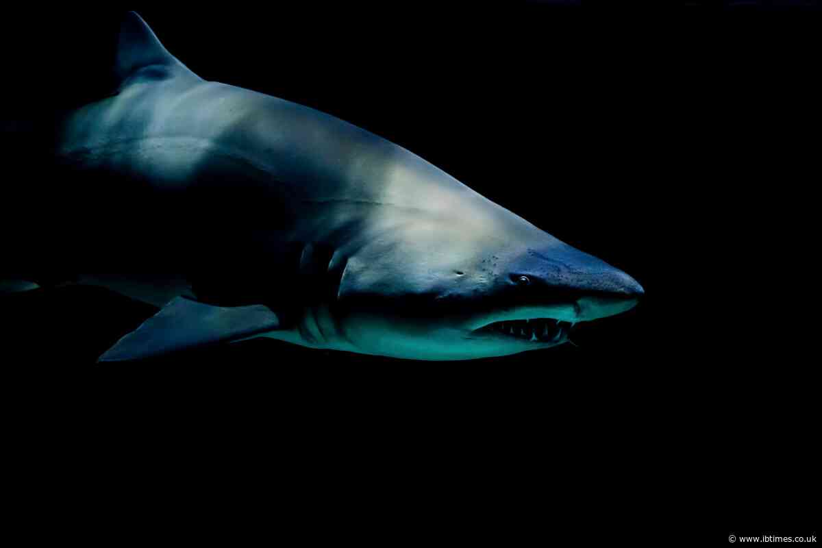 Greenland Shark Mystery Deepens as Scientists Admit Ancient Ocean Creature Could Be 500 Years Old