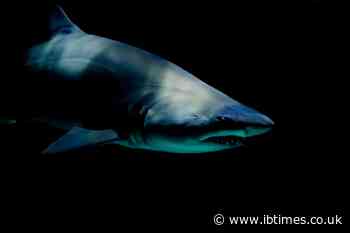 Greenland Shark Mystery Deepens as Scientists Admit Ancient Ocean Creature Could Be 500 Years Old