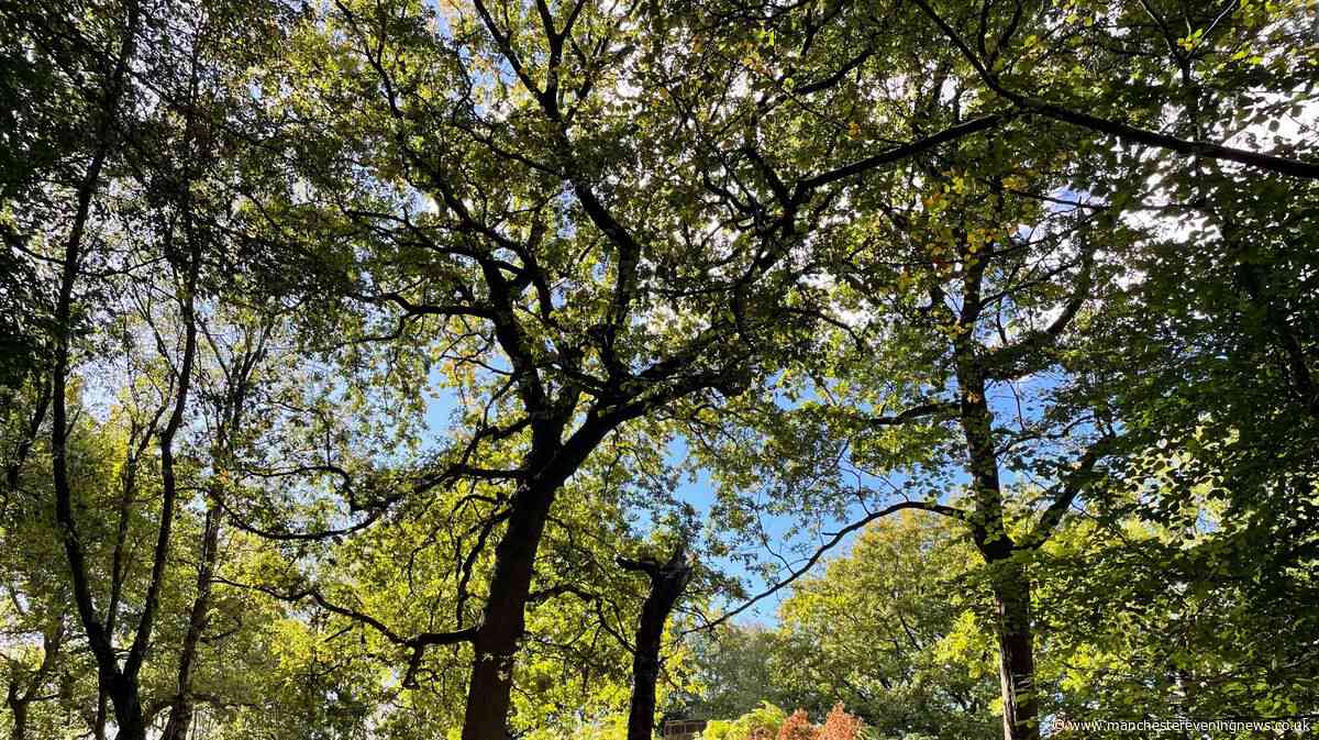 The beautiful woodland walk ending with a tearoom near Manchester you have to do this autumn