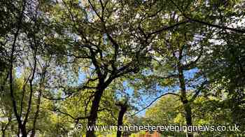 The beautiful woodland walk ending with a tearoom near Manchester you have to do this autumn