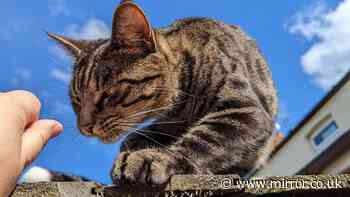 Body of missing cat found in woods after severed tail posted through letterbox
