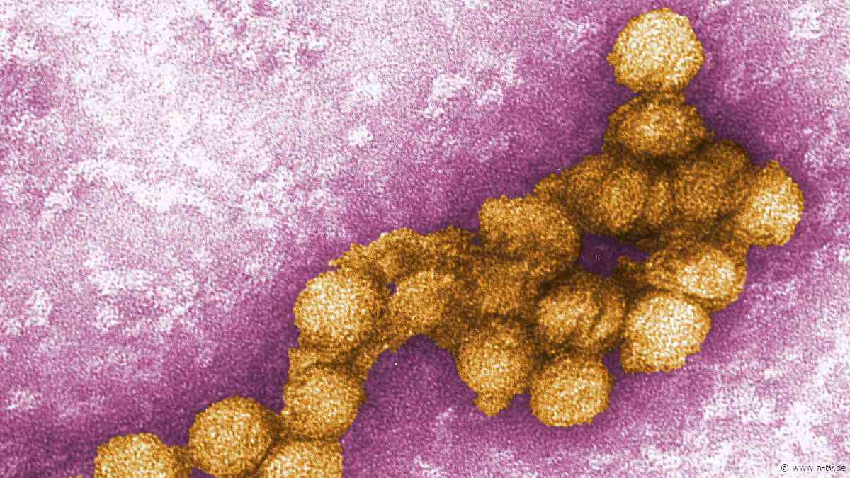 Fälle auch in Deutschland: West-Nil-Virus breitet sich in Europa aus