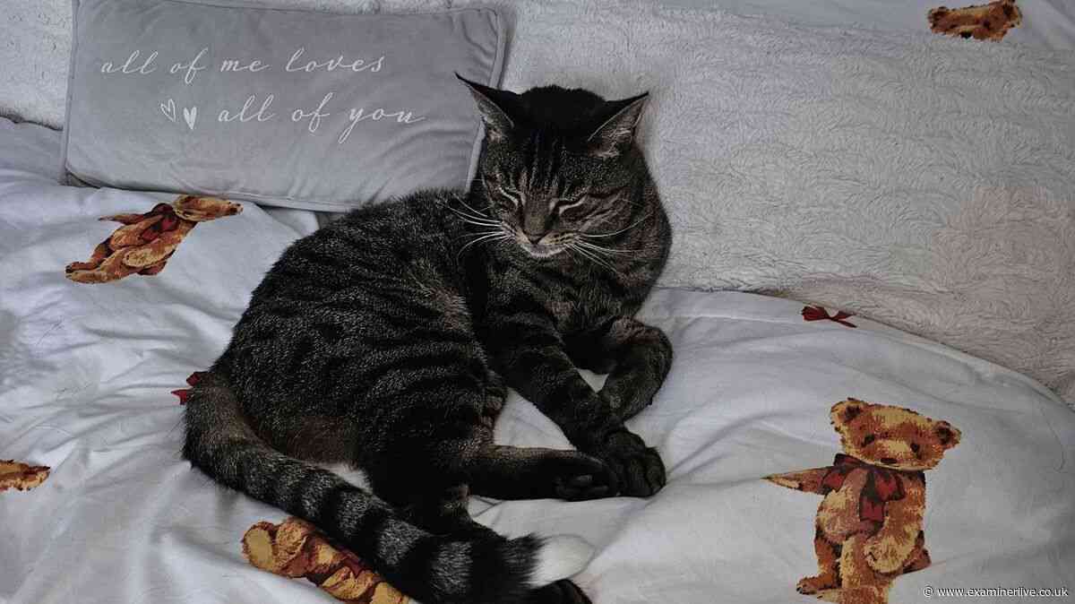 Owners of cat whose dismembered tail was posted through door find body in tragic discovery