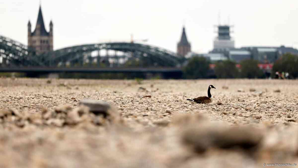 Prognose unter 40 Zentimeter: Der Rheinpegel soll weiter sinken
