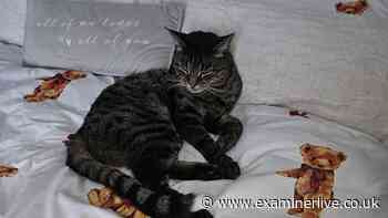 Owners of cat whose dismembered tail was posted through door find body in tragic discovery