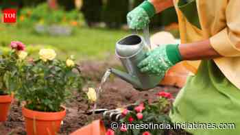 Before buying another plant, fix these 5 common garden problems first