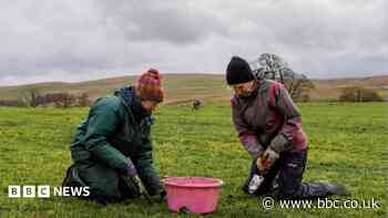 Hundreds of wildflowers to be planted at meadow