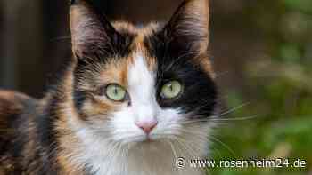 Katzenschutzverordnung im Kreis Rosenheim – Leid freilebender Tiere soll verringert werden