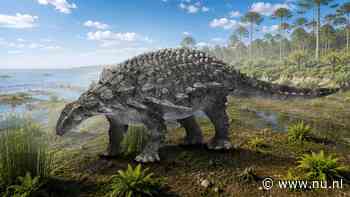 Nieuwe gepantserde dinosoort met stekels ontdekt in Japan