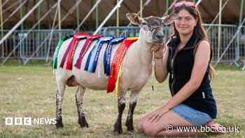 Teen with own flock of sheep wins farming award