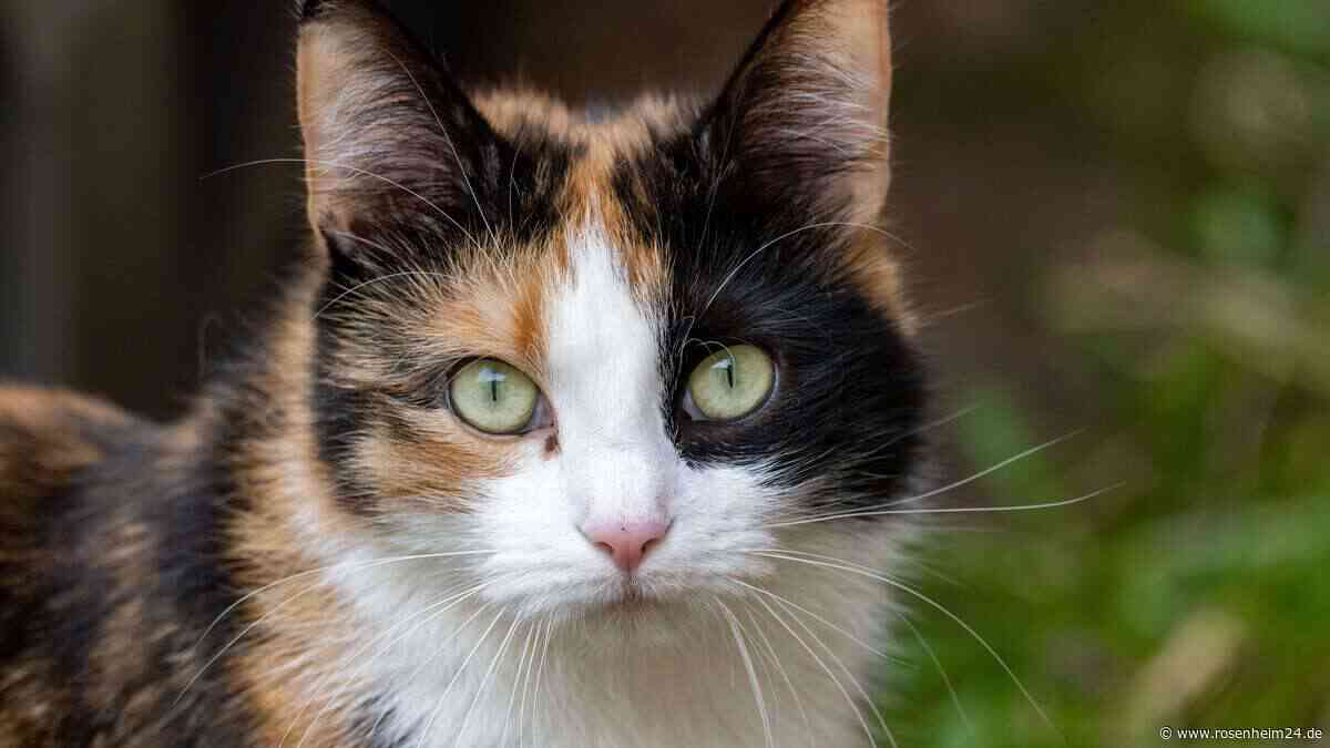 Katzenschutzverordnung im Kreis Rosenheim – Leid freilebender Tiere soll verringert werden