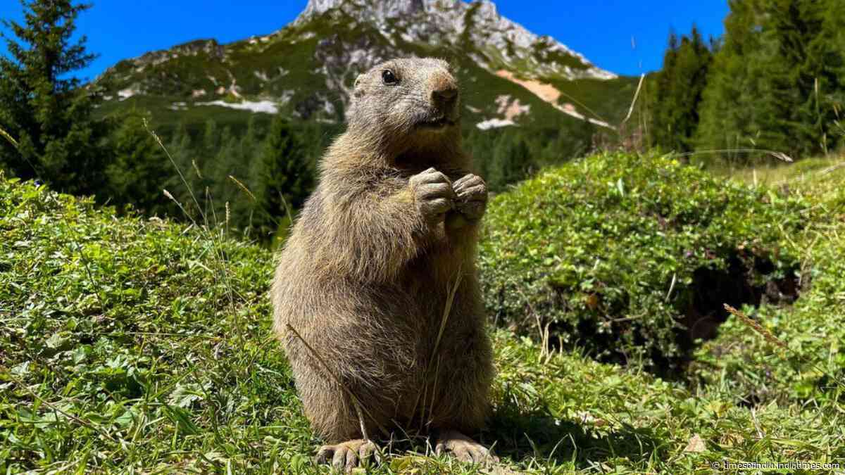 Two mountain marmots found in California cities were released in the wild near Lake Tahoe