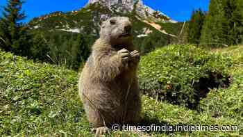 Two mountain marmots found in California cities were released in the wild near Lake Tahoe