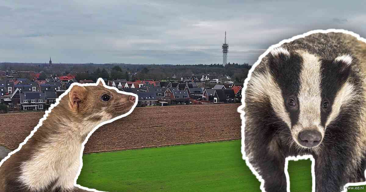 Dassenonderzoek geeft Mierlo lucht: geen foerageergebied nodig voor woningbouw Fazantlaan, wel zorgen over vol stroomnet