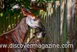 First Okapi Born in Southeast Asia Is Spending His First Months Playing Hide-and-Seek