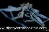 Newly Discovered Red-Eyed, Hairy-Legged Sea Spider Is the Stuff of Nightmares