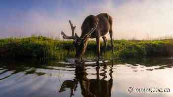 Speed over species? What experts are saying about Ottawa's new major projects bill