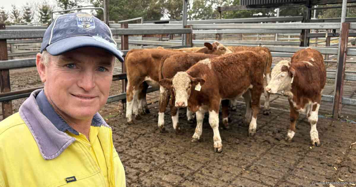Rain brings market confidence at Grafton as store cattle head south and west