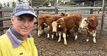 Rain brings market confidence at Grafton as store cattle head south and west