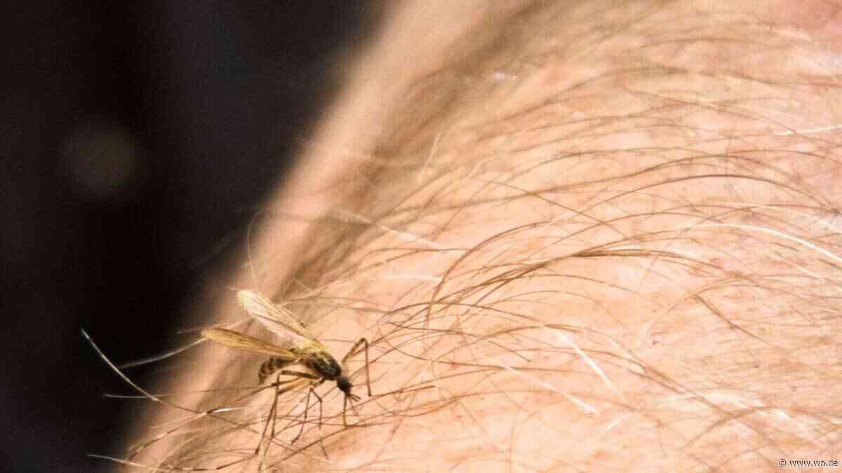 „Fast jeden Tag wird jemand eingeliefert“: West-Nil-Virus breitet sich so stark aus wie seit Jahren nicht