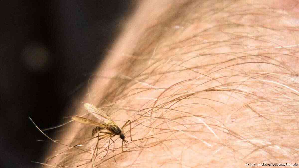 „Fast jeden Tag wird jemand eingeliefert“: West-Nil-Virus breitet sich so stark aus wie seit Jahren nicht