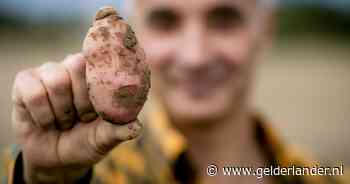 Frietje op de tocht? Verkenning voor kabinet ziet groeiend risico op misoogst in aardappelteelt