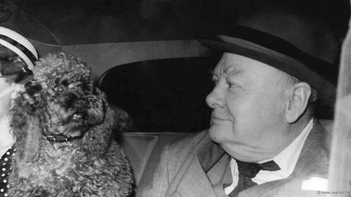 Kleine Hunde machen echte Männer aus: Das zeigt der Trend bei Hollywood-Stars