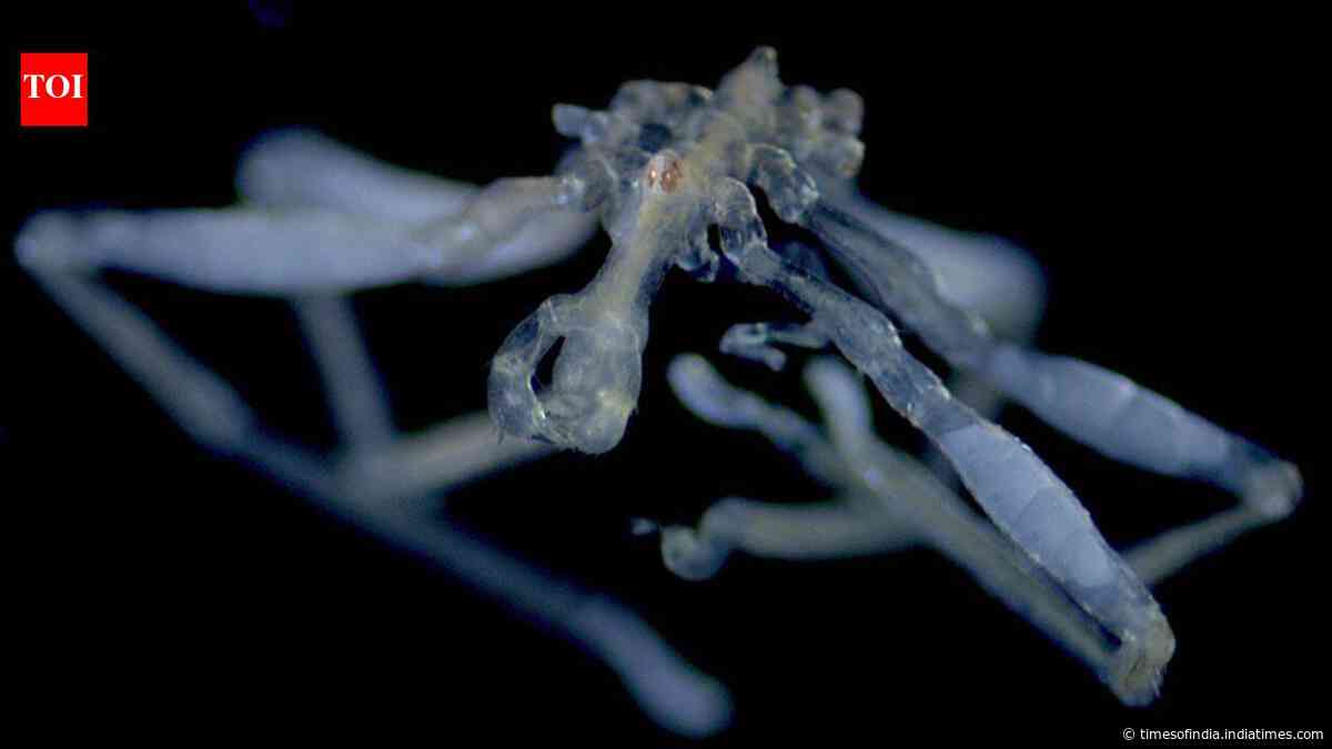 Two bizarre new sea spiders found in Salish Sea, with hairy legs and debris-covered bodies