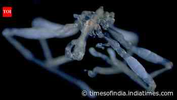 Two bizarre new sea spiders found in Salish Sea, with hairy legs and debris-covered bodies