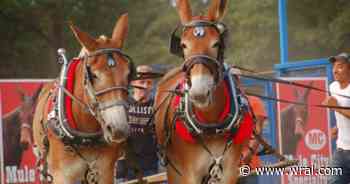 77th annual Mule Days Parade packs Benson, celebrates Americas 250th
