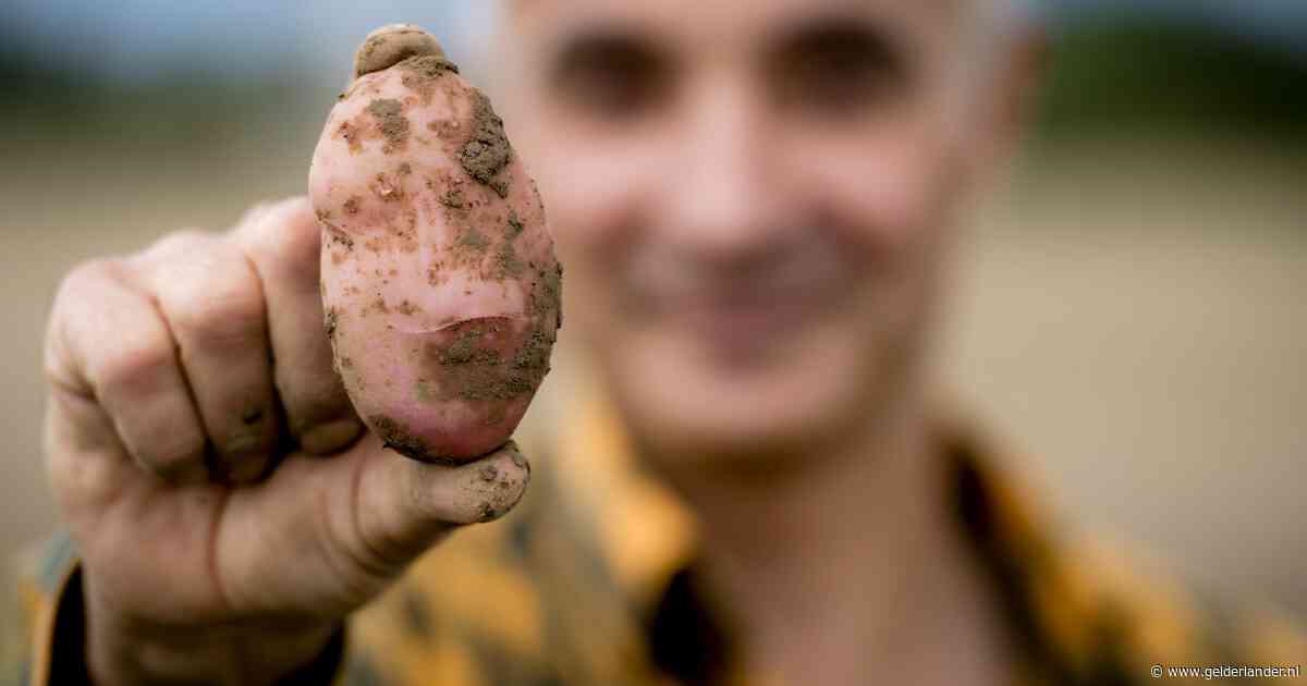 Nederlandse friet in gevaar, waarschuwt flitsstudie na dreigend verbod op PFAS-bestrijdingsmiddelen
