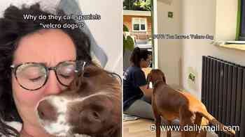 Do YOU have a 'velcro dog'? How to tell if your pet's clingy behaviour is normal - or something to worry about