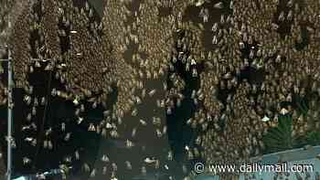 Why millions of large moths are descending in swarms on Sydney and Melbourne