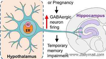 Baby brain IS real, scientists say - as they discover how high hormone levels disrupt brain memory circuits