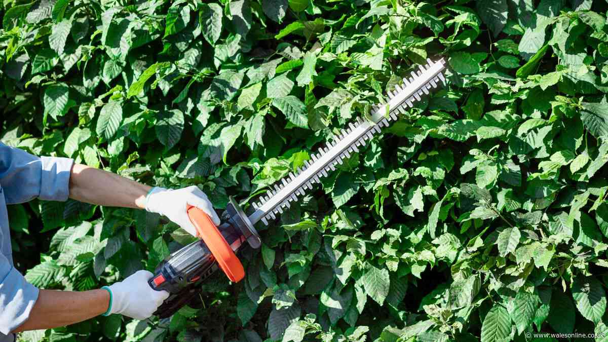 Can you cut a neighbour's overhanging tree branches? UK garden boundary law explained