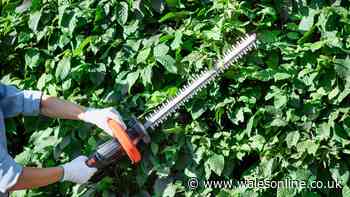 Can you cut a neighbour's overhanging tree branches? UK garden boundary law explained