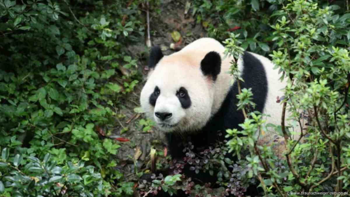 Panda-Diplomaten in den USA angekommen – „aufregender Tag“ für Atlanta