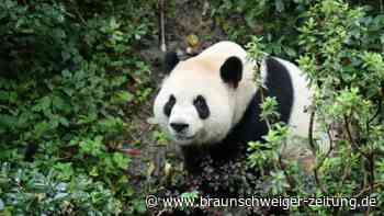 Panda-Diplomaten in den USA angekommen – „aufregender Tag“ für Atlanta