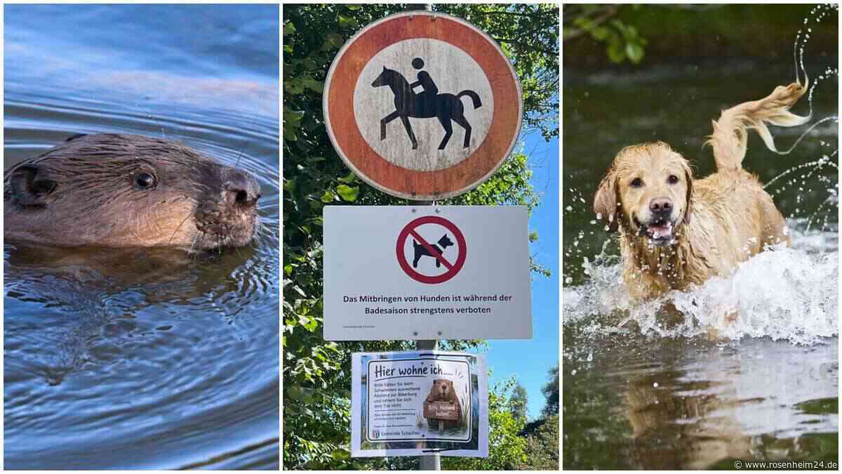 Biber bleibt am Waldsee: Schechen plant neue Regeln – kommt ganzjähriges Hundeverbot?
