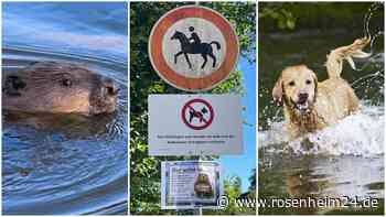 Biber bleibt am Waldsee: Schechen plant neue Regeln – kommt ganzjähriges Hundeverbot?
