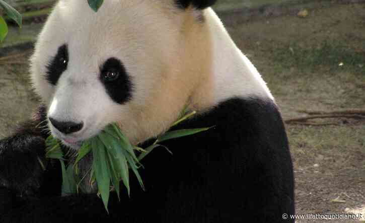 Ping Ping e Fu Shuang sono arrivati negli Usa con il “Panda Express”, la loro nuova casa sarà lo zoo di Atlanta: la “diplomazia dei panda” dopo l’incontro tra Trump e Xi