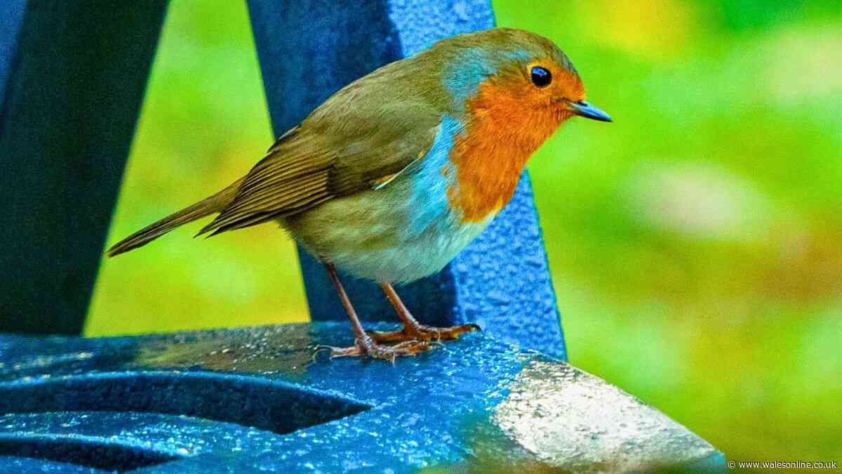 Robins need gardeners to move one common garden item before October