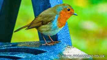 Robins need gardeners to move one common garden item before October