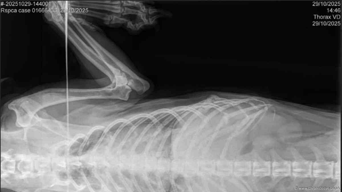 County Durham man banned from keeping animals after elderly pet dog died after 'months of suffering'