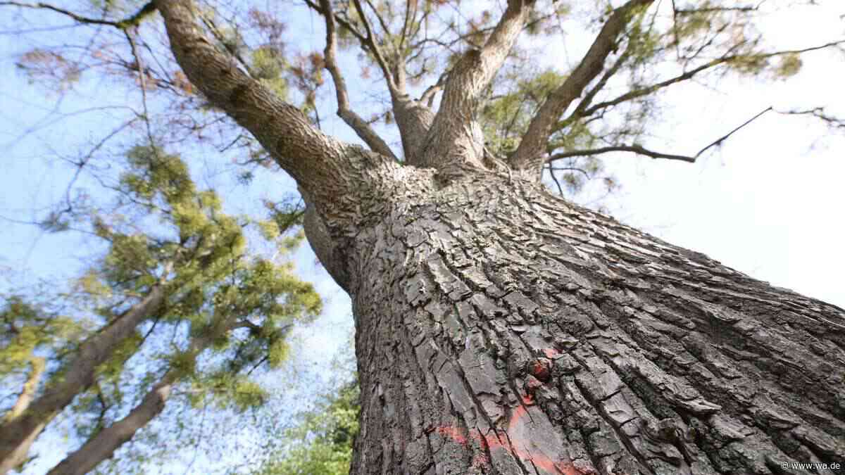 „Tut uns in der Seele weh“: Vier über 20 Meter hohe Linden auf Friedhof müssen gefällt werden