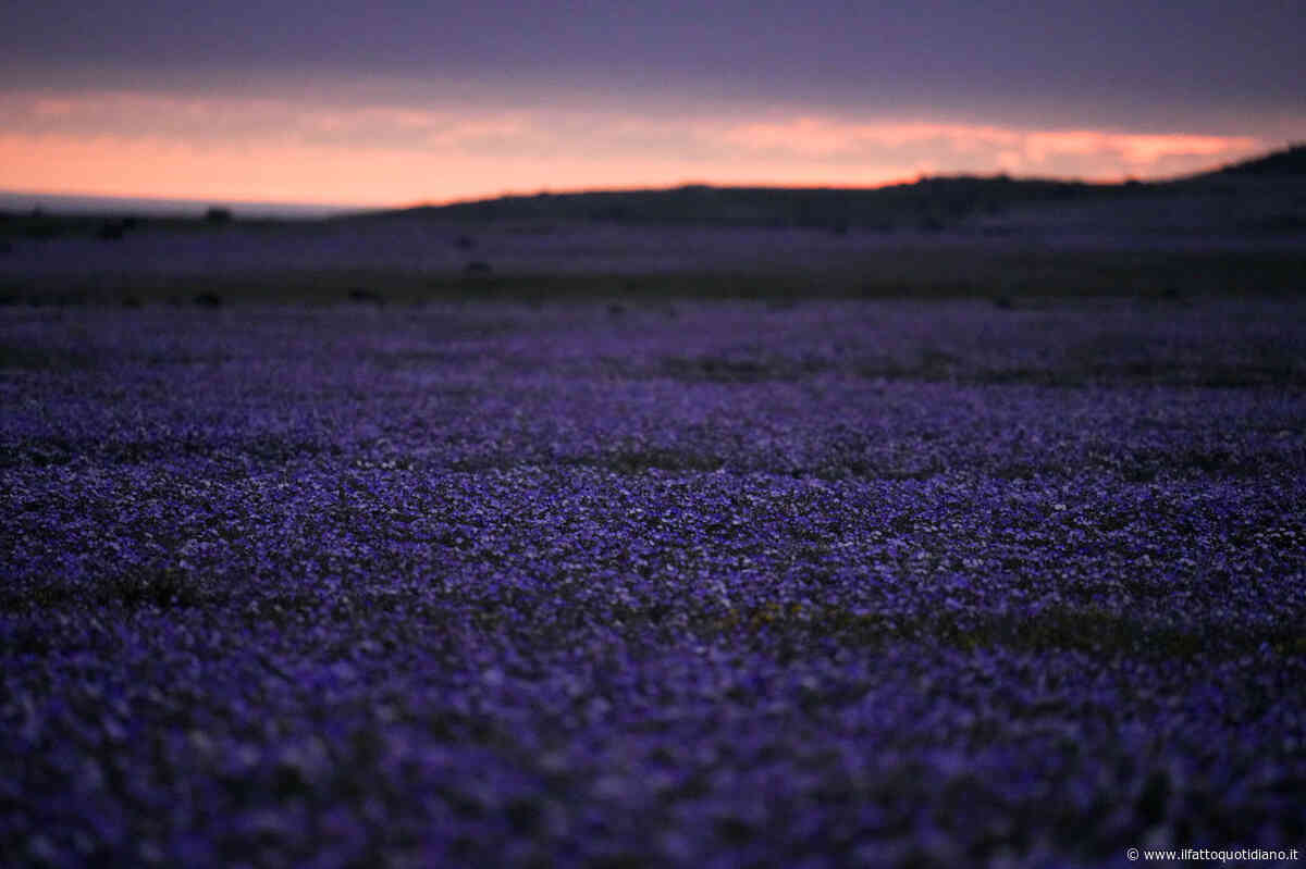 Il “desierto florido” di Atacama si risveglia in anticipo: il Super El Niño innesca la fioritura più abbondante degli ultimi trent’anni