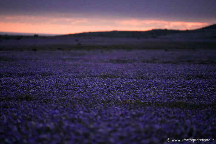 Il “desierto florido” di Atacama si risveglia in anticipo: il Super El Niño innesca la fioritura più abbondante degli ultimi trent’anni