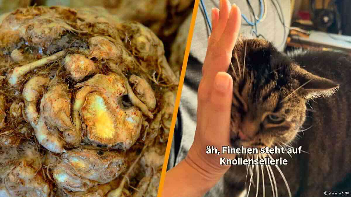 Virales Vieo: Darum ist diese Katze ganz wild auf Sellerie